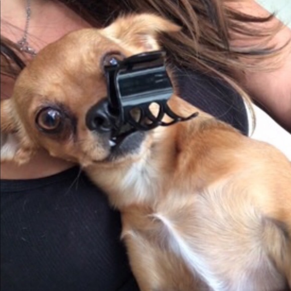 💖🎾🐶BELLA⭐️☀️🦋 - Picture 11 of 14